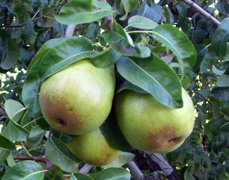 Northwest Pears on the Tree