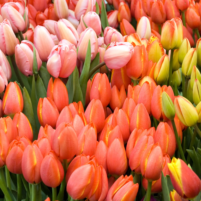 Northwest Tulips at Seattle's Pike Place Market