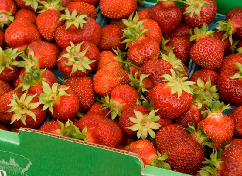 Hood Early Season Oregon Strawberries