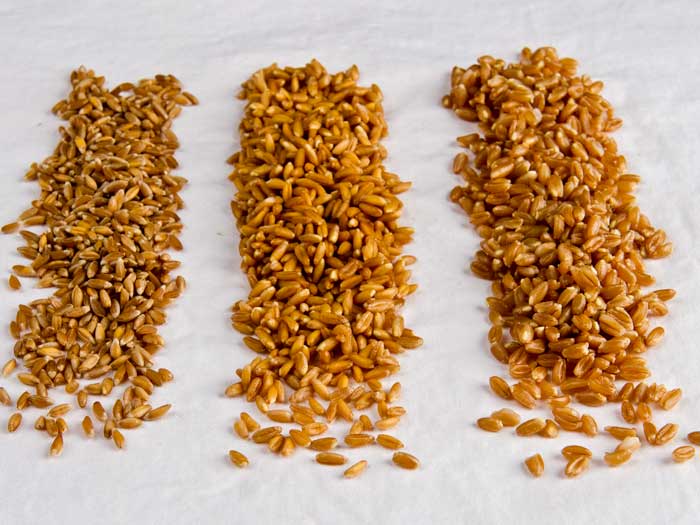 Dry, Hydrated  & Cooked Farro
