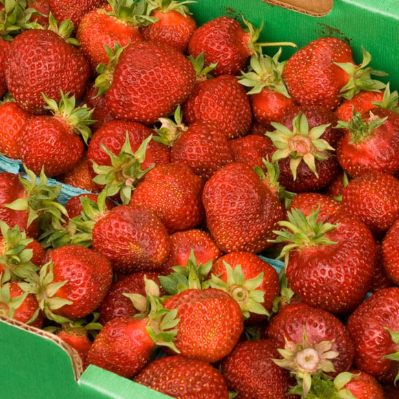 Portland Farmers Market Hood Strawberries
