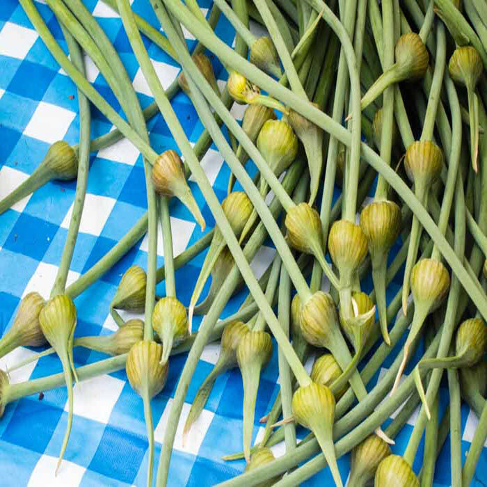 Fresh Primer: Green Garlic & Garlic Scapes