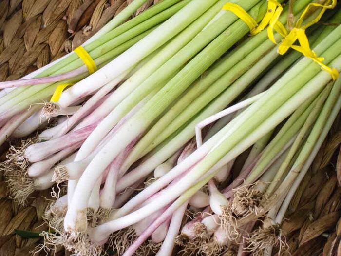 Fresh Primer: Green Garlic & Garlic Scapes 