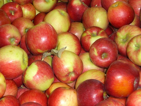 fresh northwest apples3